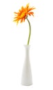 single gerbera flower yellow on vase isolated Royalty Free Stock Photo