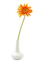 single gerbera flower yellow on vase isolated Royalty Free Stock Photo