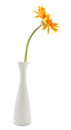 single gerbera flower yellow on vase isolated Royalty Free Stock Photo