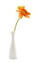 single gerbera flower yellow on vase isolated Royalty Free Stock Photo