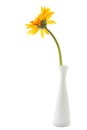 single gerbera flower yellow on vase isolated Royalty Free Stock Photo