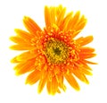 Single gerbera flower yellow on vase isolated Royalty Free Stock Photo