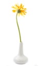 Single gerbera flower yellow on vase isolated Royalty Free Stock Photo