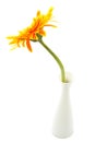 Single gerbera flower yellow on vase isolated Royalty Free Stock Photo