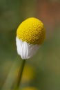 A single German chamomile flower beginning to bloom. Royalty Free Stock Photo