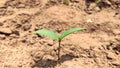 Single germinating plant of green pulse crop Moong