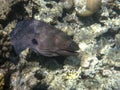 The single giant brown moray eel in a coral reef