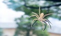 Single giant gray spider creating web on car glass window parking under a tree after falling from the tree near city road, Close