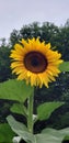Single giant Sunflower