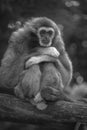 Single gibbon monkey at the zoo in black and white sitting on a trunk with arms crossed Royalty Free Stock Photo