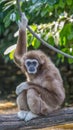 single gibbon monkey at the zoo sitting on a trunk with arms crossed and feet crossed in color Royalty Free Stock Photo