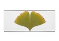 A single Ginkgo biloba leaf is displayed within a rectangular frame. The leaf has a Royalty Free Stock Photo