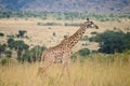 A single giraffe Royalty Free Stock Photo