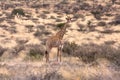 Single giraffe Royalty Free Stock Photo