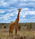 Single Giraffe in the bush in Kenya, Tsavo East National Park Royalty Free Stock Photo