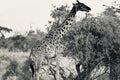 Masai Giraffe Eating Leaves in Monochrome, Kenya