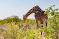 Single giraffe eating white bloom of savanna bush