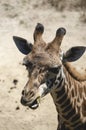 Single Giraffe Headshot Chewing Food With Mouth Open