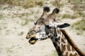 Single Giraffe Headshot Sticking His Tongue Out Royalty Free Stock Photo