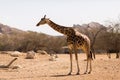 Single giraffe on the savanna in a national park Royalty Free Stock Photo