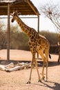 Single giraffe on the savanna in a park Royalty Free Stock Photo