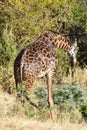 A single giraffe Royalty Free Stock Photo