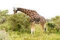 A single giraffe Royalty Free Stock Photo