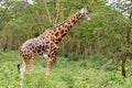 A single giraffe Royalty Free Stock Photo