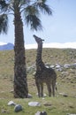 Single giraffe standing with palm tree Royalty Free Stock Photo