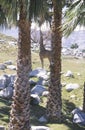 Single giraffe standing between two palm trees Royalty Free Stock Photo