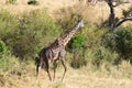 A single giraffe Royalty Free Stock Photo