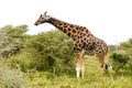 A single giraffe Royalty Free Stock Photo