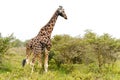 A single giraffe Royalty Free Stock Photo