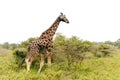 A single giraffe Royalty Free Stock Photo