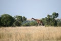 A single giraffe Royalty Free Stock Photo