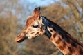 Single giraffe with trees in a blurry background Royalty Free Stock Photo