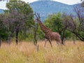 Single Giraffe among Trees and Dry Grass in the Bushveld in South Africa Royalty Free Stock Photo