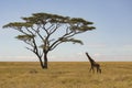 Single giraffe walking to lone acacia tree with small bird on neck Royalty Free Stock Photo