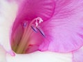 Single gladiolus flower, in light purple and white, view into the interior of a conical flower, detail