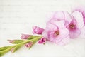 Single gladiolus flower on texture background Royalty Free Stock Photo