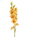 Single Gladiolus Royalty Free Stock Photo