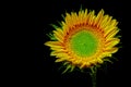 Single glowing tropical sunflower on dark backdrop