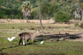 Single goat on a field with white birds