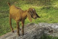 Single goat is standing