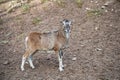 Single goat standing and looking at camera, wildlife park Brudergrund, Erbach, Germany