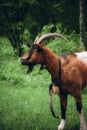 Single goat standing in a lush green field, surrounded by tall trees