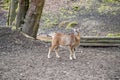 Single goat standing on top of a hill and looking on the view, wildlife park Brudergrund, Erbach, Germany