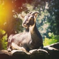 Single Goat in Sunny Day