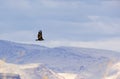 Single Golden Eagle Flying in Desert Sky