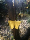 Single golden ginkgo leaf standing on the branch